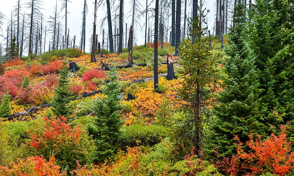 A hillside forest with green, yellow, orange, and red foliage, and several tall, charred tree trunks scattered among colorful plants in autumn.